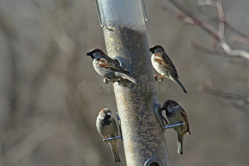 Oiseaux photos libres de droits