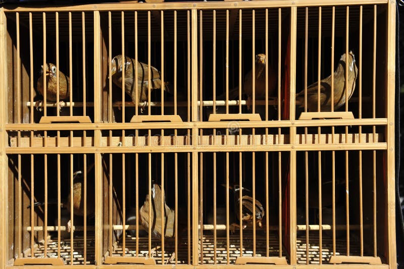Oiseaux Chanteurs Dans Les Cages Au Jardin Doiseau Photo