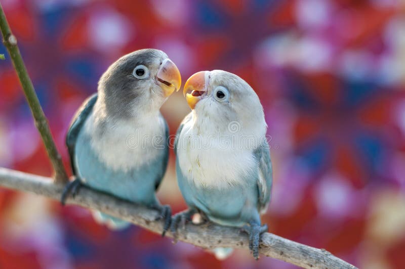Oiseaux d'amour et un arbre