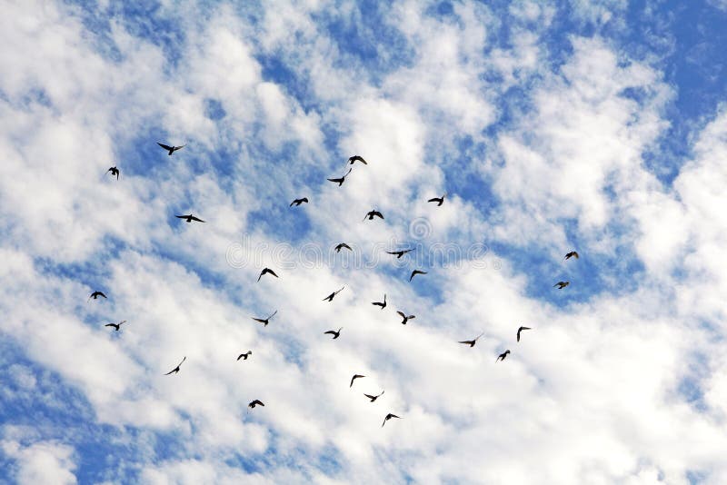 Image oiseaux dans le ciel