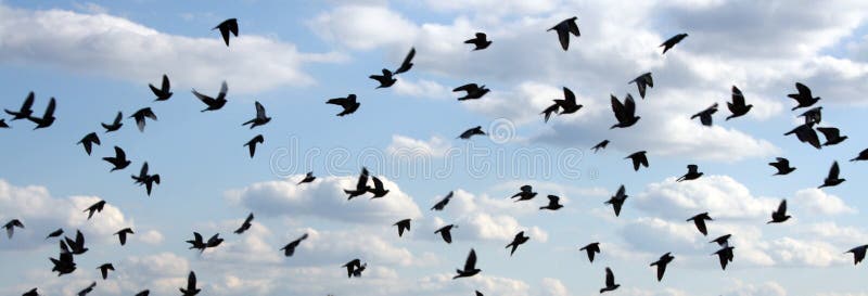 Oiseau Des Caraïbes De Flamant Image Stock Image Du Normal