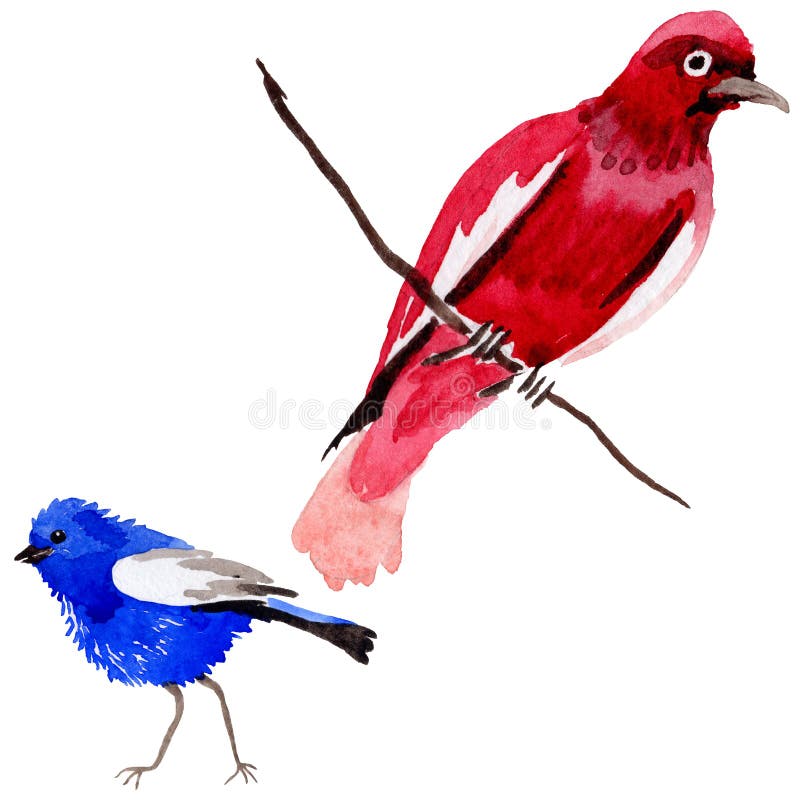 Oiseaux de ciel du paradis dans une faune par style d'aquarelle d'isolement illustration libre de droits Oiseaux de ciel du paradis dans une faune par style d'aquarelle d'isolement illustration libre de droits