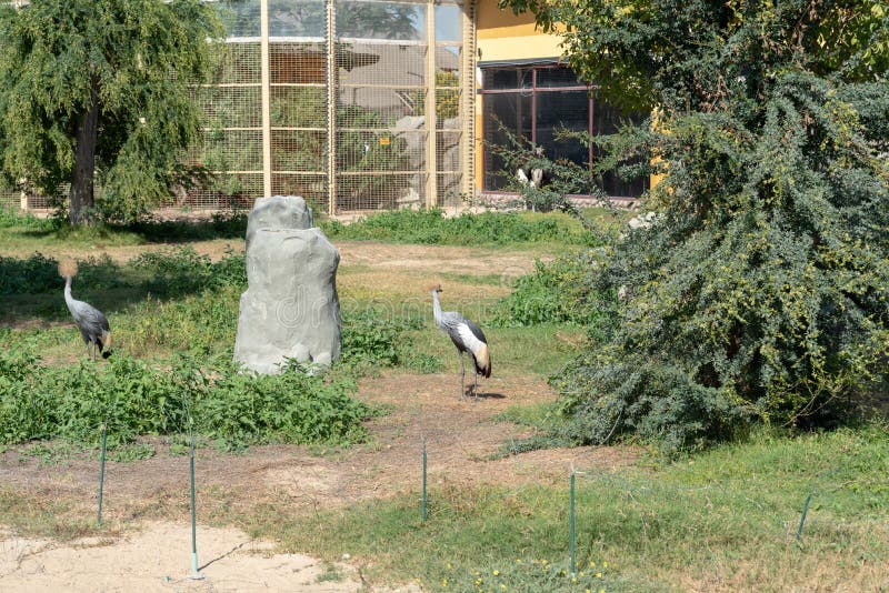Oiseaux de la grange couronnée dans le parc safari de dubaï sur fond d'immeuble