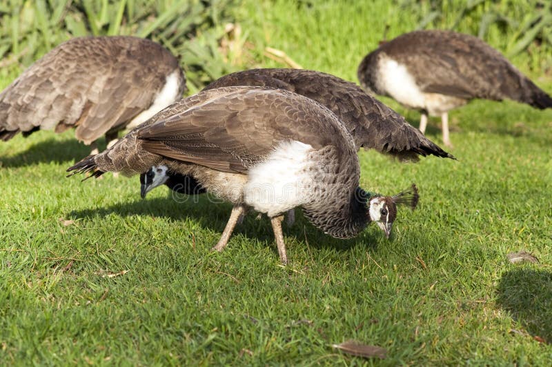 Two female Peahen birds of the Peacock feed as they walk along. Two female Peahen birds of the Peacock feed as they walk along