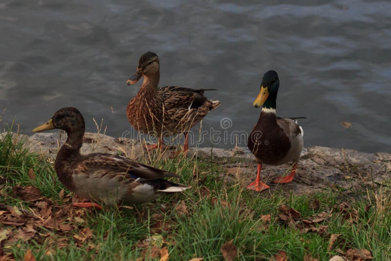 Oiseaux et animaux dans la faune Vue étonnante de plan rapproché de canard femelle de canard brun sur la pierre sous la lumière d photo stock Oiseaux et animaux dans la faune Vue étonnante de plan rapproché de canard femelle de canard brun sur la pierre sous la lumière d photo stock