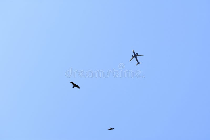Oiseaux et un avion d'air en ciel bleu image libre de droits Oiseaux et un avion d'air en ciel bleu image libre de droits