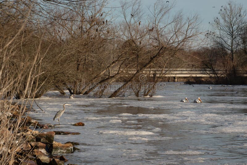 Oiseaux migrateurs le long de rivière en hiver photo stock Oiseaux migrateurs le long de rivière en hiver photo stock