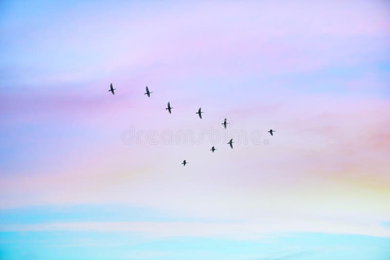 Oiseaux migrateurs volant sous forme de v sur le ciel nuageux de coucher du soleil