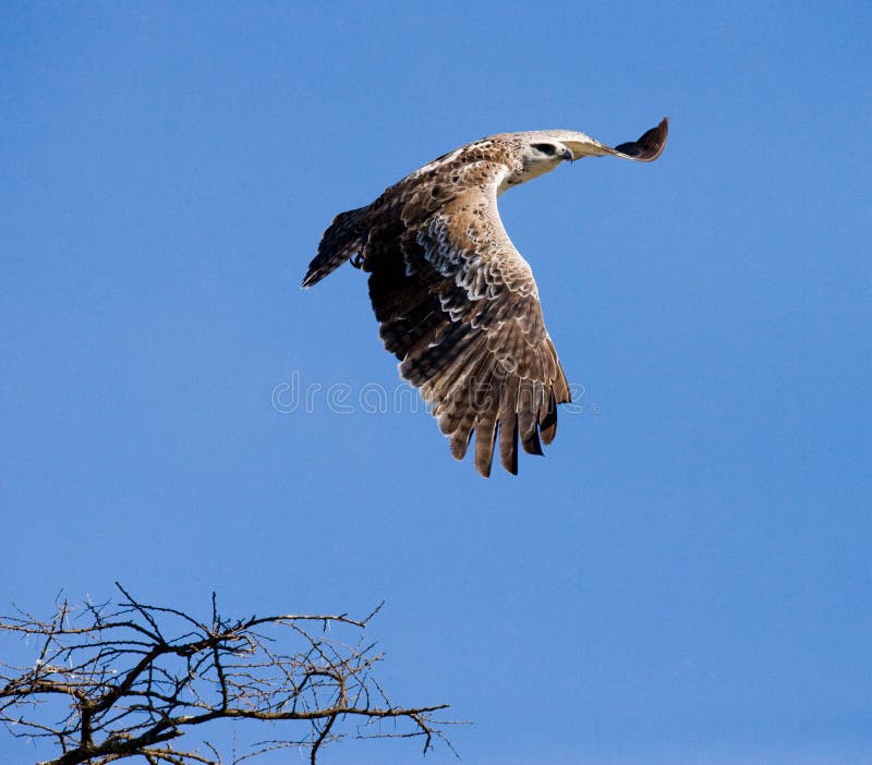 Oiseaux prédateurs en vol kenya tanzania