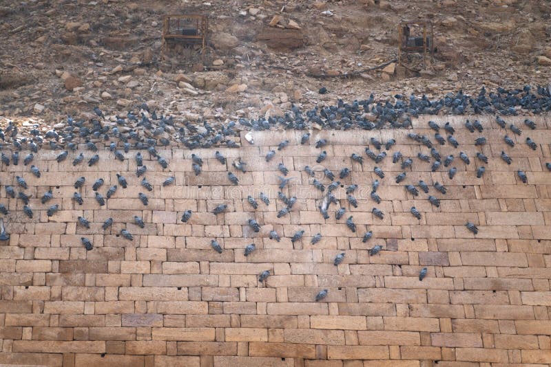 Oiseaux se reposant sur le mur de fort image stock Oiseaux se reposant sur le mur de fort image stock