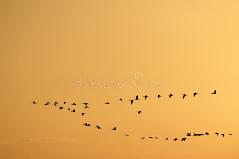 Oiseaux volant dans une formation de V