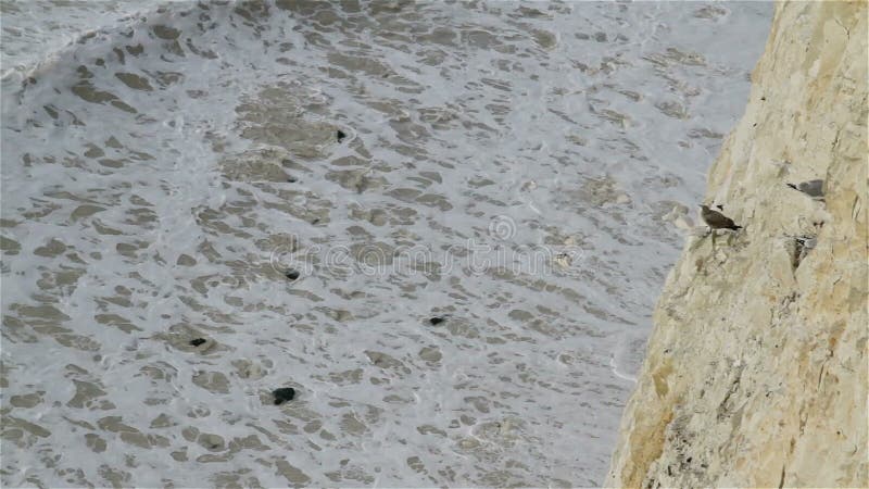 Oiseaux à sept falaises de soeurs dans le Sussex est