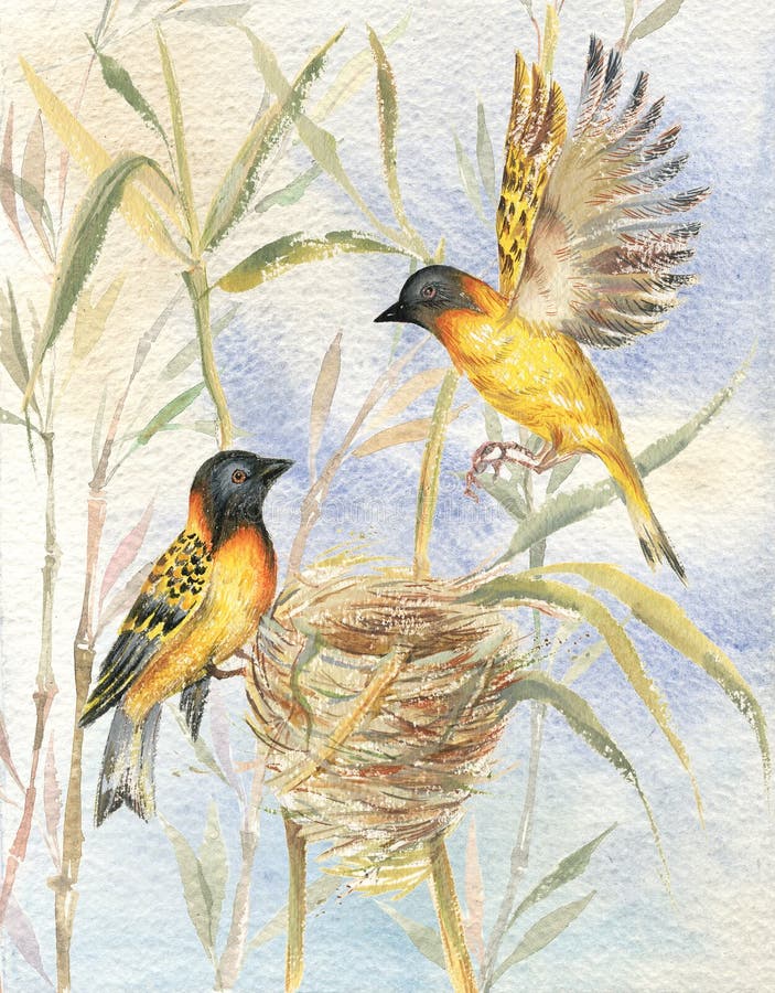 Drawing of two birds sitting by their nest on background of blue sky. Drawing of two birds sitting by their nest on background of blue sky