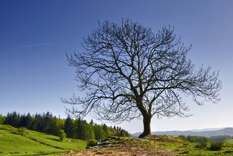 oisolerad bygdtree royaltyfria bilder oisolerad bygdtree royaltyfria bilder