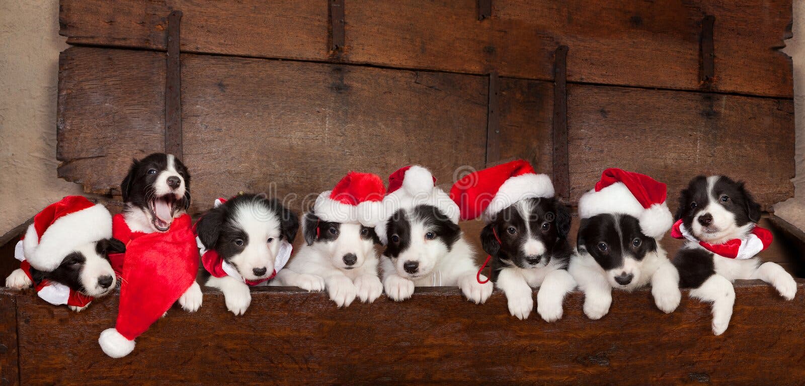 Grupo De Gatinhos E De Filhotes De Cachorro Foto de Stock - Imagem de  cachorros, jogo: 25336556