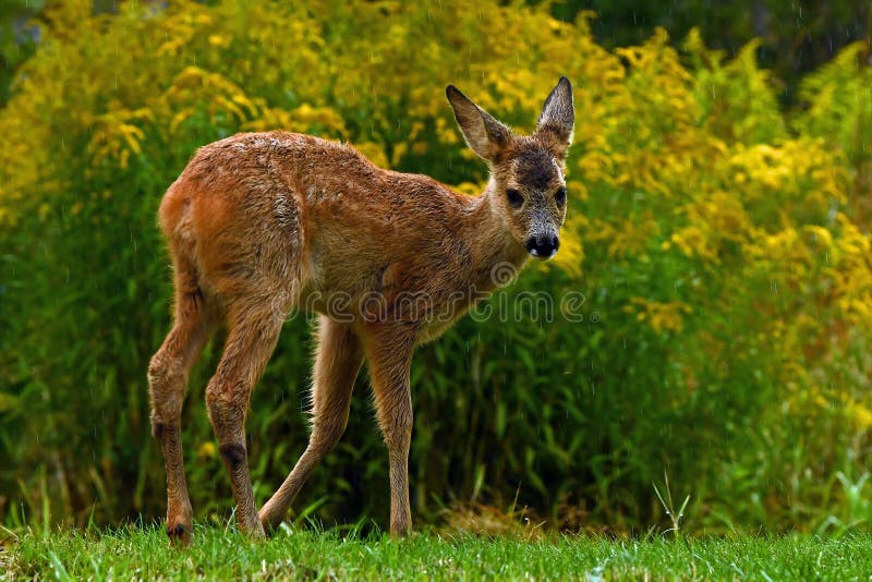 Oito semanas de veado-roe selvagem, Capreolus capreolus fotos de stock Oito semanas de veado-roe selvagem, Capreolus capreolus fotos de stock