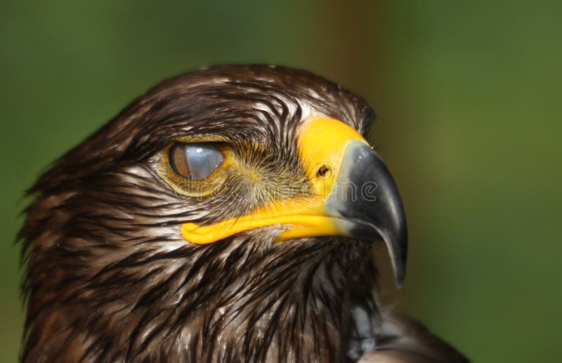 Ojo De águila De La Limpieza Que Pasa La Película Especial En La Córnea  Imagen de archivo - Imagen de animal, vista: 45560059