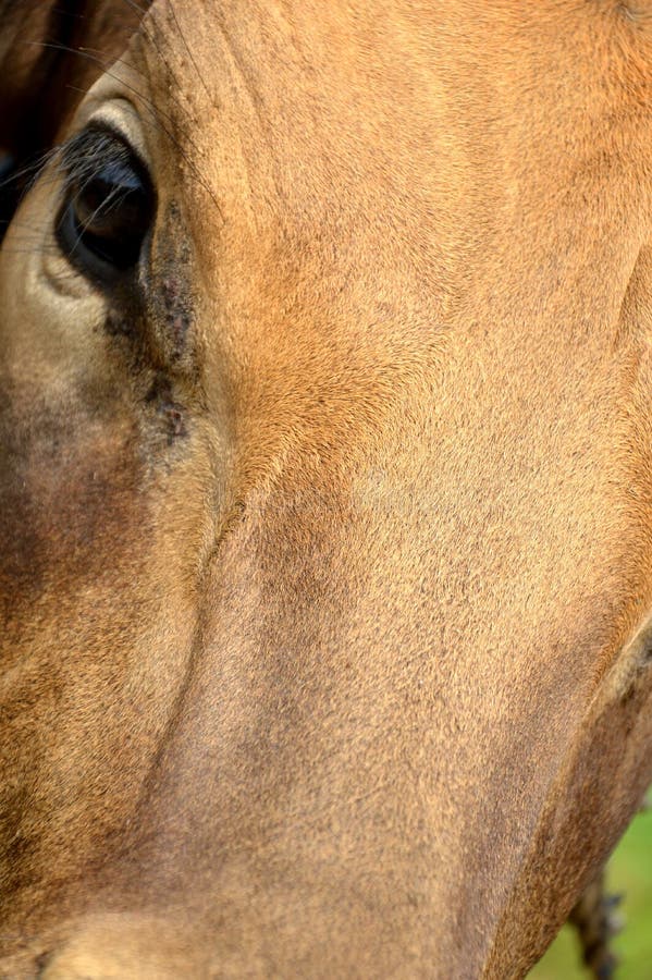 Ojo de la vaca foto de archivo. Imagen de divertido, doméstico 38262074