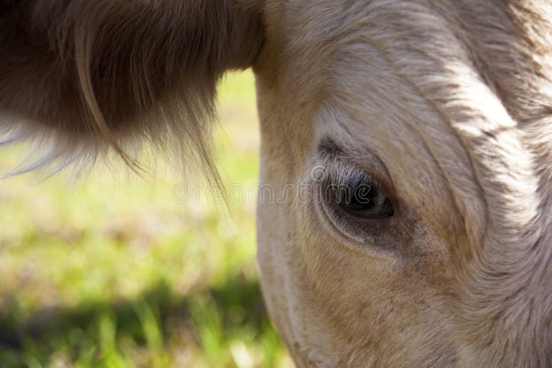 Ojo de la vaca imagen de archivo. Imagen de rural, latigazos 6884253