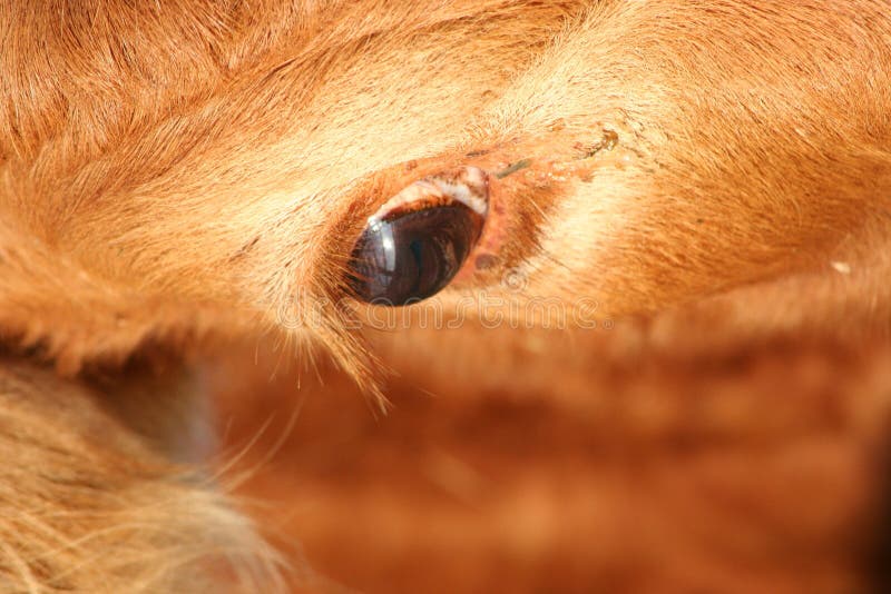Ojo de la vaca imagen de archivo. Imagen de agricultura 5084317