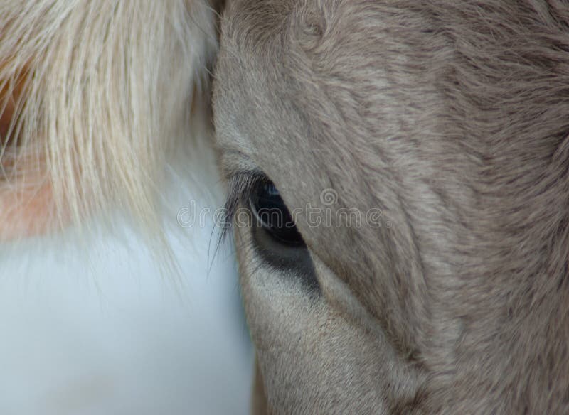 Ojo de la vaca imagen de archivo. Imagen de vaca, pista 6107195