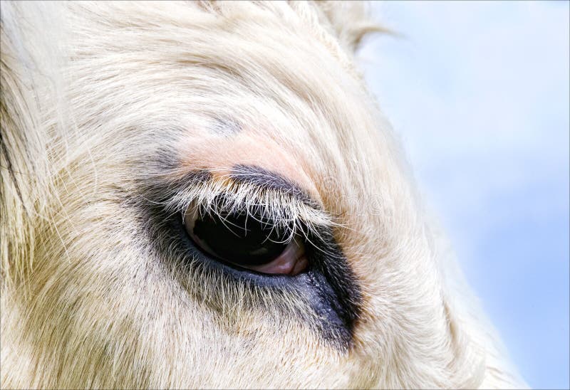Ojo de la vaca imagen de archivo. Imagen de agricultura 6884253