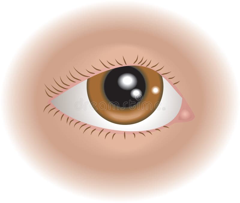 Ojo De Las Partes Del Cuerpo Ilustración del Vector - Ilustración de ayuda, pupila: 2418081 Ojo De Las Partes Del Cuerpo Ilustración del Vector - Ilustración de ayuda, pupila: 2418081