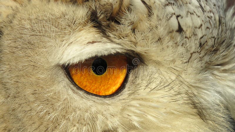 Ojo del siberiano Eagle Owl imagen de archivo Ojo del siberiano Eagle Owl imagen de archivo