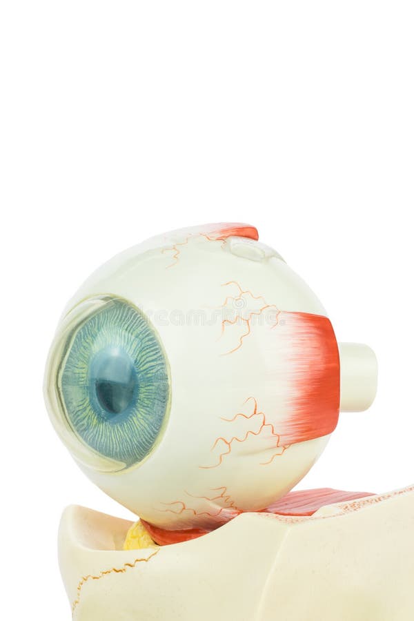 Ojo humano modelo aislado en el fondo blanco imágenes de archivo libres de regalías Ojo humano modelo aislado en el fondo blanco imágenes de archivo libres de regalías