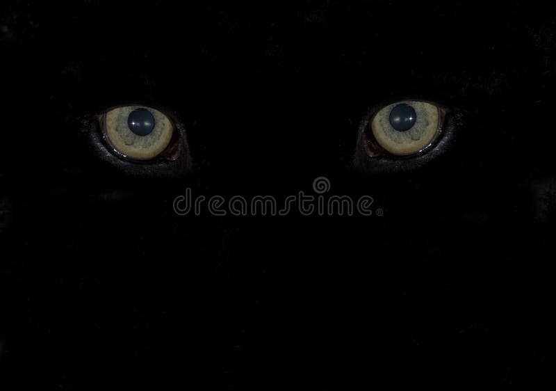 Scary predatory eyes of a animal staring out of the pitch black darkness with copy space, exotic creature like a big cat. Scary predatory eyes of a animal staring out of the pitch black darkness with copy space, exotic creature like a big cat