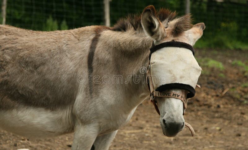 ojos-de-burro-cubiertos-tela-gruesa-con-gruesas-persianas-gris-cubriendo-sus-parados-en-el-%C3%A1rea-cercada-207239029.jpg