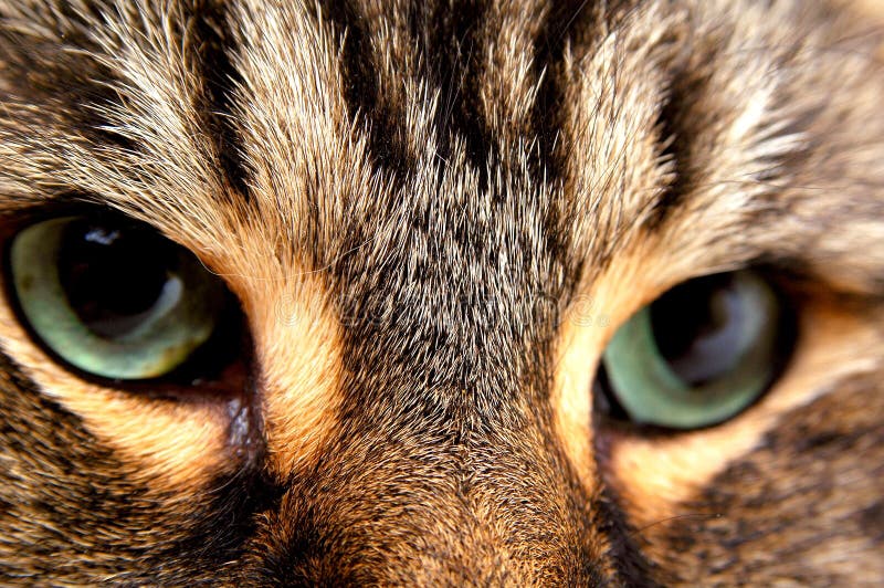 Ojos de gato 2