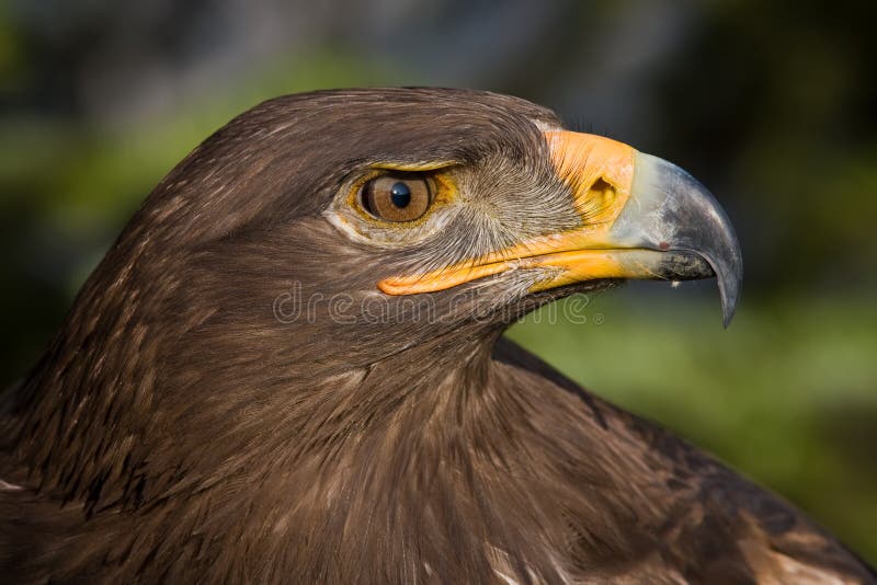 Ojos de águila imagen de archivo libre de regalías
