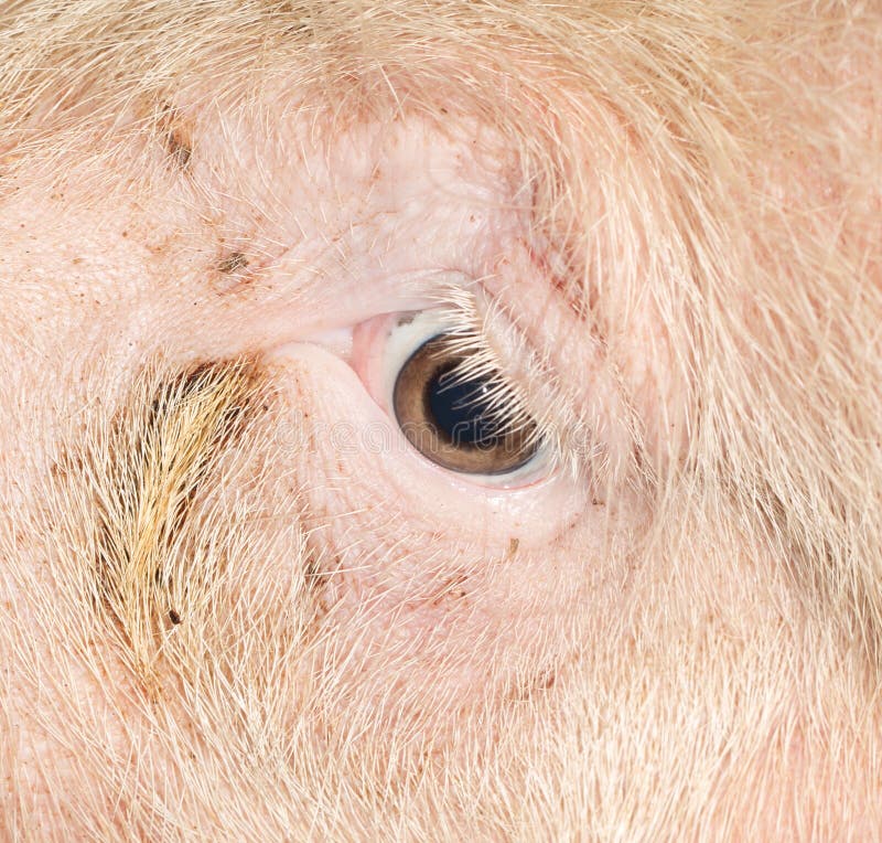 Minipig De Gottingen Delante De Un Fondo Blanco Foto de archivo Imagen de minipig, fondo 10939676