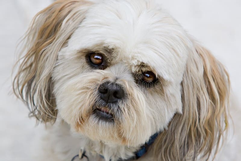 Ojos del perro de perrito del tzu de Shih imágenes de archivo libres de regalías Ojos del perro de perrito del tzu de Shih imágenes de archivo libres de regalías
