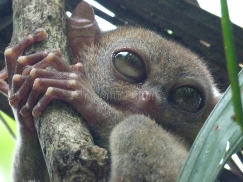 Ojos Grandes De Un Animal Muy Pequeño Foto de archivo - Imagen de hermoso, animal: 107567424 Ojos Grandes De Un Animal Muy Pequeño Foto de archivo - Imagen de hermoso, animal: 107567424