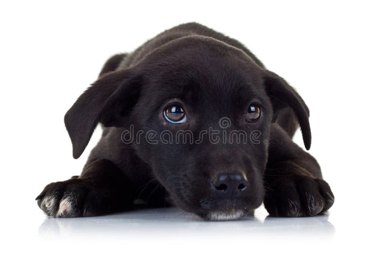 Ojos tristes de un pequeño perro de perrito perdido negro imagenes de archivo