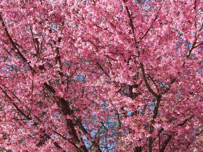 Okame Cherry Blossom Tree in March