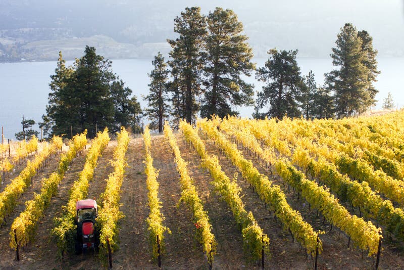 Okanagan-Tal Autumn Vineyard lizenzfreies stockfoto Okanagan-Tal Autumn Vineyard lizenzfreies stockfoto