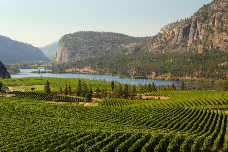 Rolling hills of vineyards in front of of Vaseux Lake and the McIntyre Bluffs in the Okanagan Valley, British Columbia, Canada. Rolling hills of vineyards in front of of Vaseux Lake and the McIntyre Bluffs in the Okanagan Valley, British Columbia, Canada.