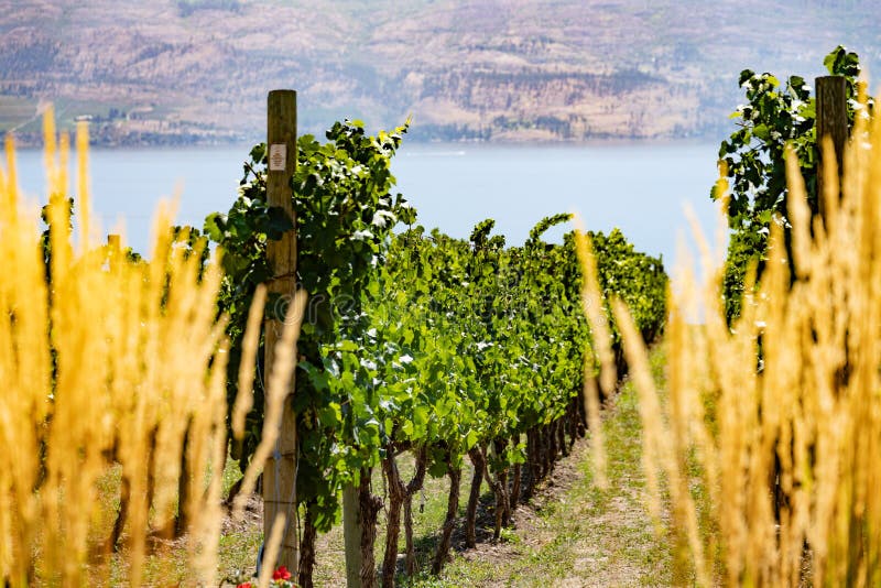 Okanagan wine country in Western Canada, British Columbia. Landscape