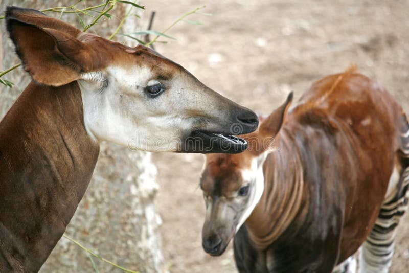 Phot of a pair of Okapi