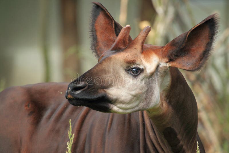 Okapi