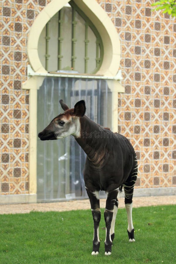 The adult okapi behind the historic building.