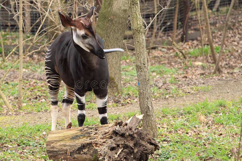 The adult okapi with stuck out tongue.