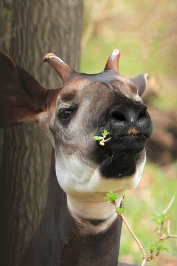 The detail of adult okapi eating the branch.