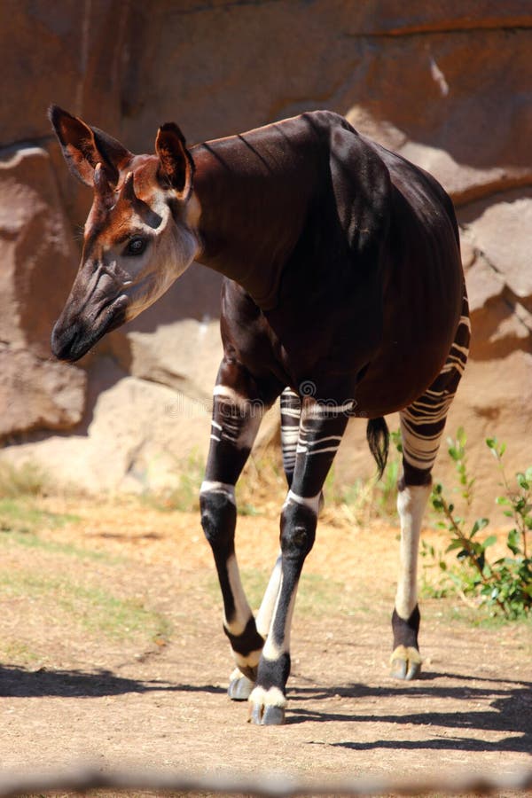 A close up view of an okapi, Okapia johnstoni