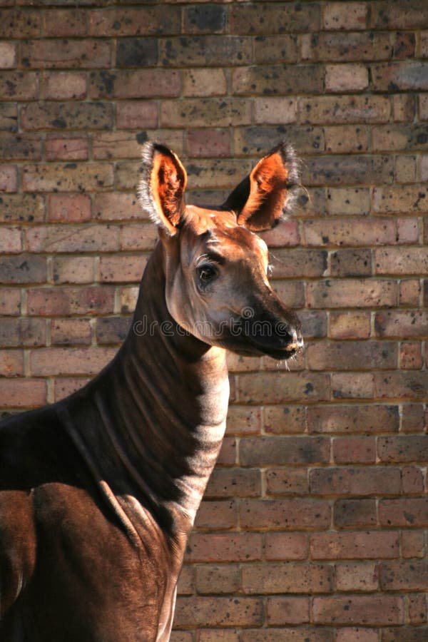 Okapi portrait, brick wall at the background.