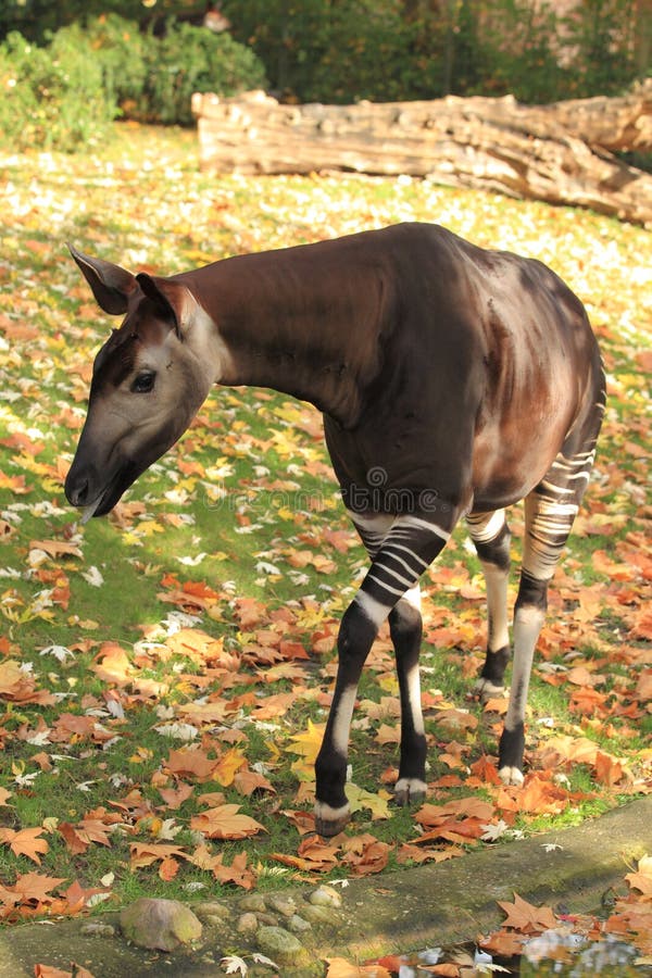 The adult okapi strolling in the grass.