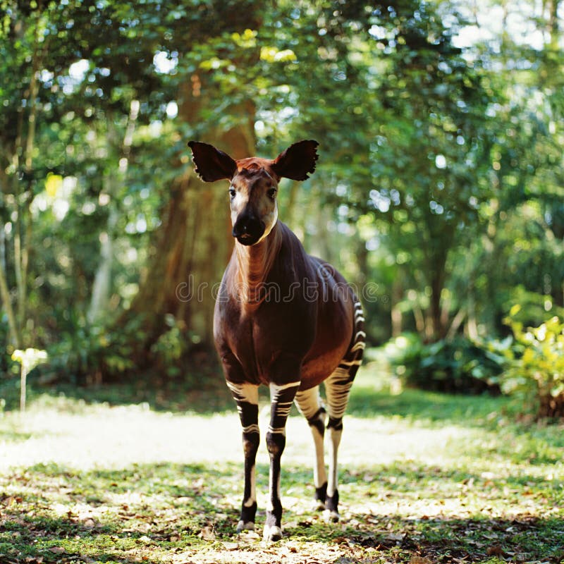 Okapi antelope jungle congo africa tree forest muzzle sunrise